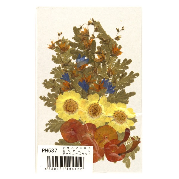 押し花キット 『つみたて花パック メラスフェルラ・ムルチコーレ