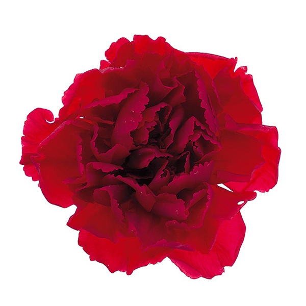 プリザーブドフラワー 『ミニカーネーション レッド 02381-300