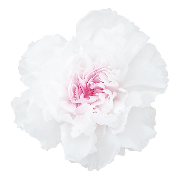 プリザーブドフラワー 花材 カーネーション◦ミルフィーユ　２４個 プリザーブドフラワー 『ミニカーネーション ミルフィーユ