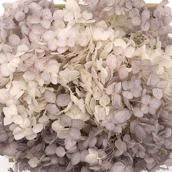 プリザーブドフラワー 『ソフトあじさいアナベル彩楽 ライラックターン