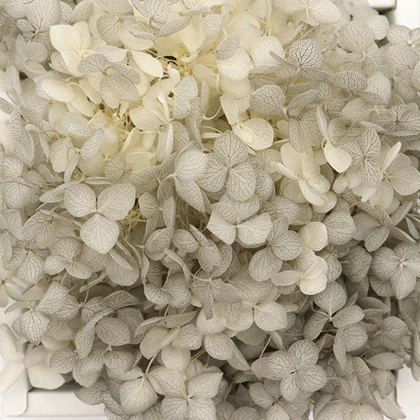 EARTH MATTERS あじさい ローズ 15個セット 2025年最新】ソフトゆめ