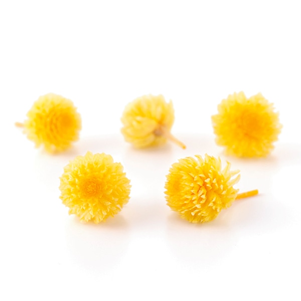 かずさま専用　プリザあじさい4 Amazon｜あじさい 早咲4月発送 さかもと園芸 達人のあじさい