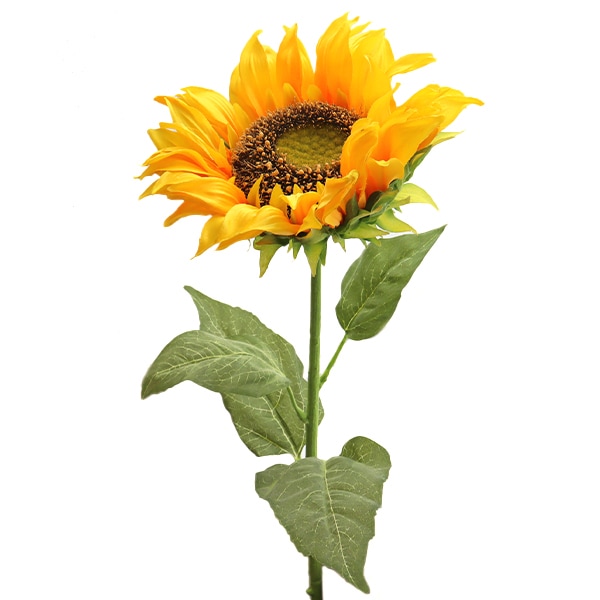 ⭐️ひまわりです Amazon.co.jp: ひまわり: ミュージック