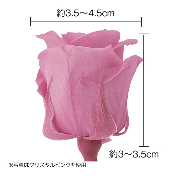 新品ローズ・いずみシャーベットピンク1箱9輪入り大地農園