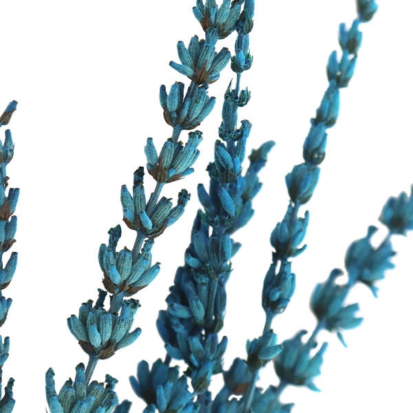 ドライフラワー 『ラベンダー ブルー AN80025-9』 asca アスカ商会