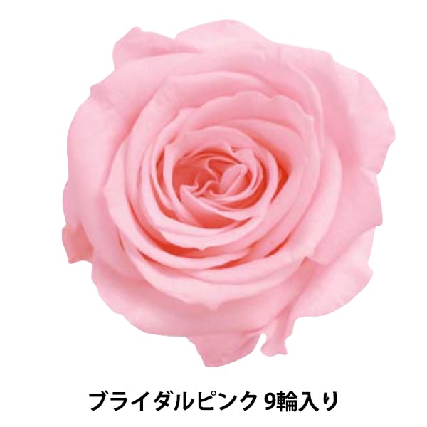 プリザーブドフラワー 『ミニカーネーション 白 02381-001』 フラワー