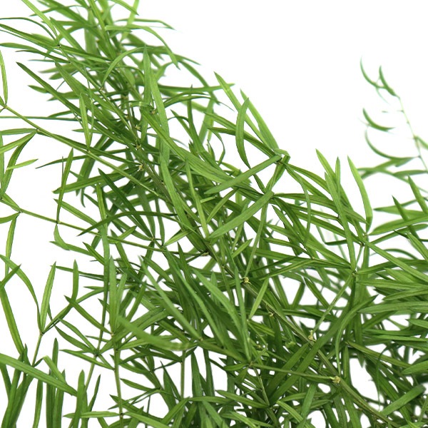 プリザーブドフラワー 『アスパラ・スプリンゲリー フレッシュグリーン