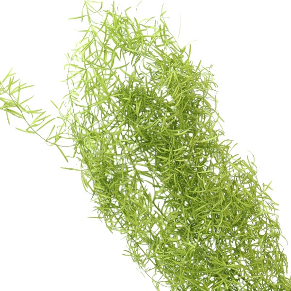 プリザーブドフラワー 『ティーツリー メラレウカ ライムグリーン