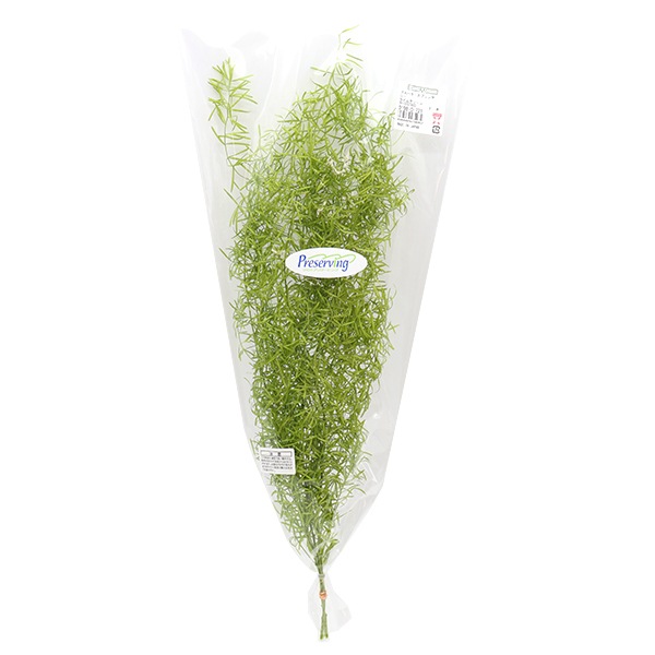 プリザーブドフラワー 『アスパラ・スプリンゲリー ライムグリーン