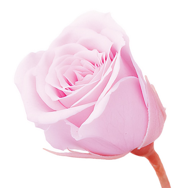 プリザーブドフラワー 『ミニカーネーション ミルフィーユ ホワイト