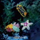 �Ԥ�ʪ���å� ��Crochet AQUARIUM(�����å������������ꥦ��) �������ߥ����ȳ��컶�� EG-132�� Olympus �����ѥ�