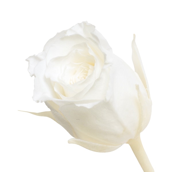 プリザーブドフラワー 『マイクロローズ パールホワイト FL060-01-PWH