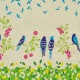 �ڿ���5����� ���� ��echino ����������� Birdsong �����Х��� KOKKA ���å�