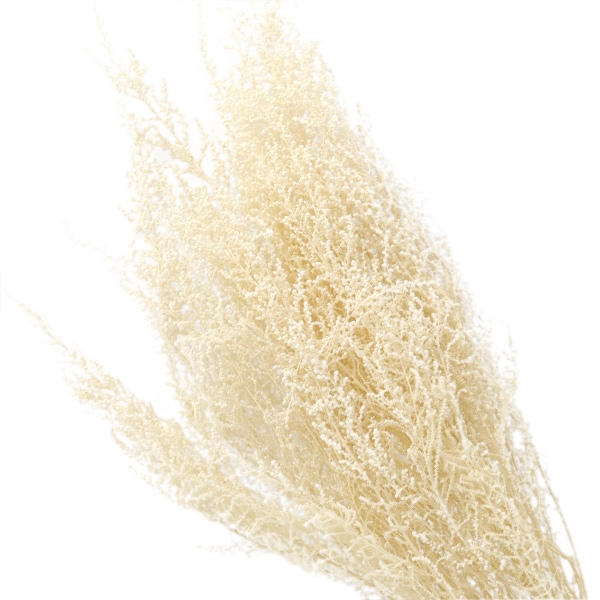 プリザーブドフラワー 『ソフトストーベ オフホワイト 01760-011