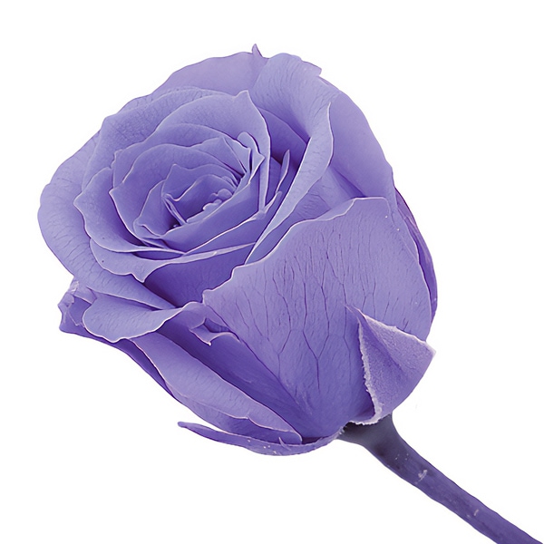 プリザーブドフラワー 『ジニア 小 グラデーション ホワイトブルー