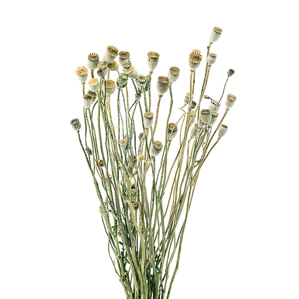 あちゃさま専用、ドライフラワー ドライフラワー 『ドリアンドラフォルモーサ N 40360-000』 フラワー