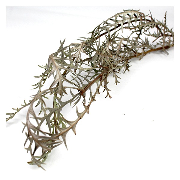 1_000000102944.jpg?1678209902