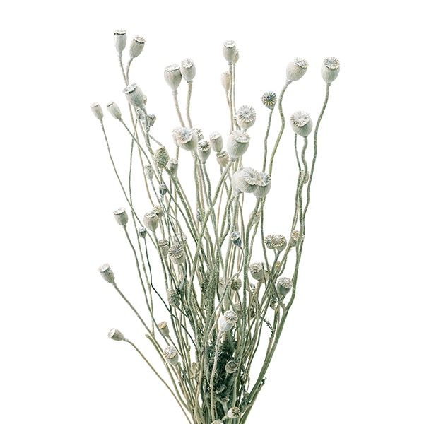 ドライフラワー 『スーパーソフトミニカスミ草 ゴールド 0002-0-902