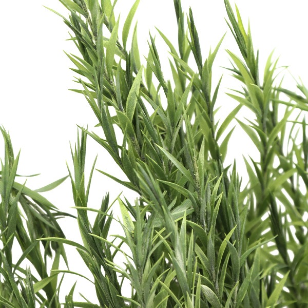 プリザーブドフラワー 『ティーツリー メラレウカ パウダーグリーン