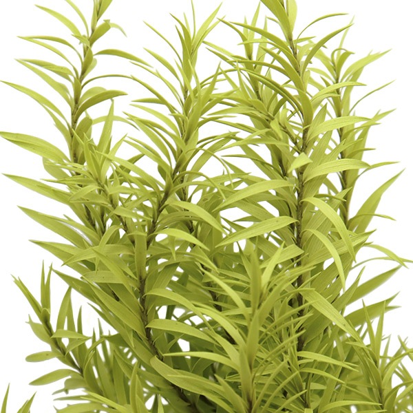 グリーンセット(メラレウカ(ティーツリー)ユーカリ、)フレッシュ グリーンセット(メラレウカ(ティーツリー)ユーカリ、)フレッシュ ②