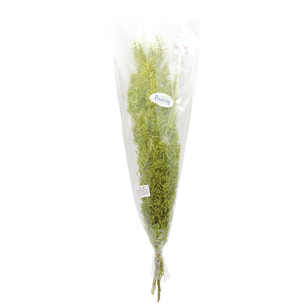 プリザーブドフラワー 『ティーツリー メラレウカ ライムグリーン