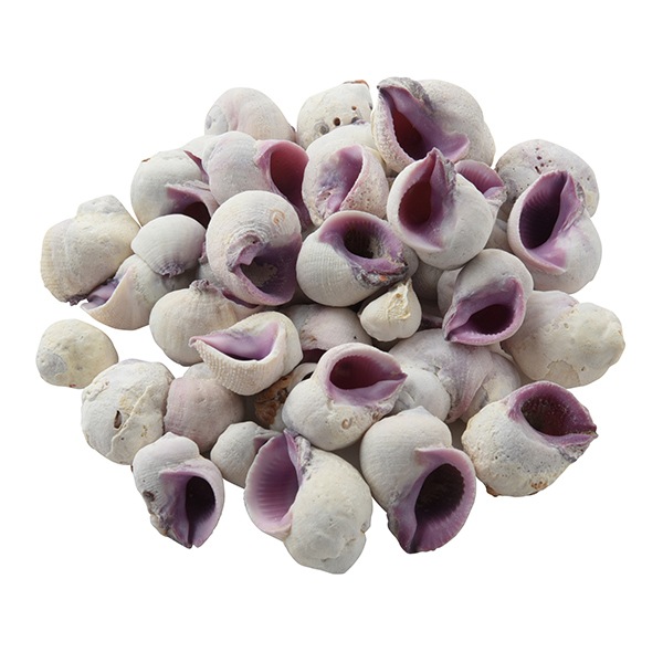 アクセサリー素材 『シェルパーツ セブビューティー 002