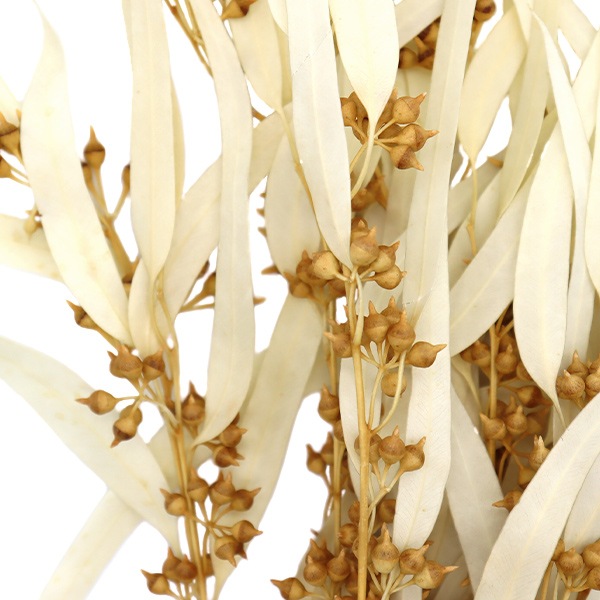 ドライフラワー 『ユーカリ・エキゾチカ 葉付き オフホワイト 40175