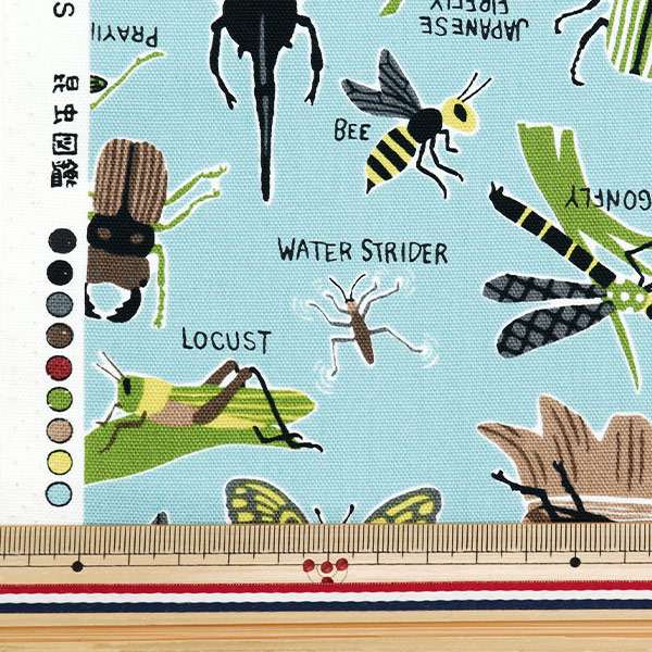 生地見本　昆虫を集めました No way] I made a stag beetle specimen using a 100 yen specimen kit