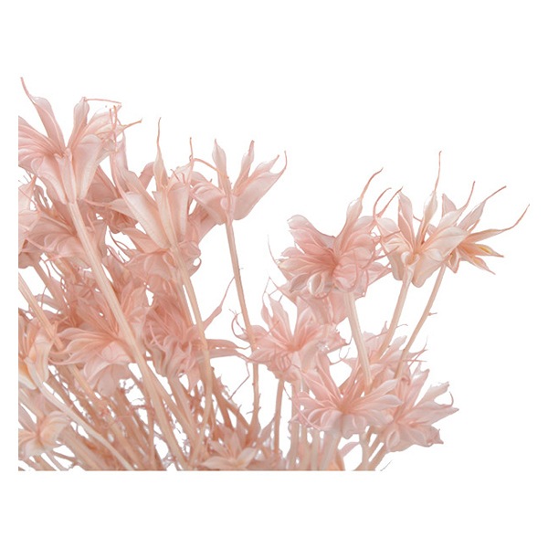 ドライフラワー 『ニゲラオリエンタリス シルキーピンク 10380-161