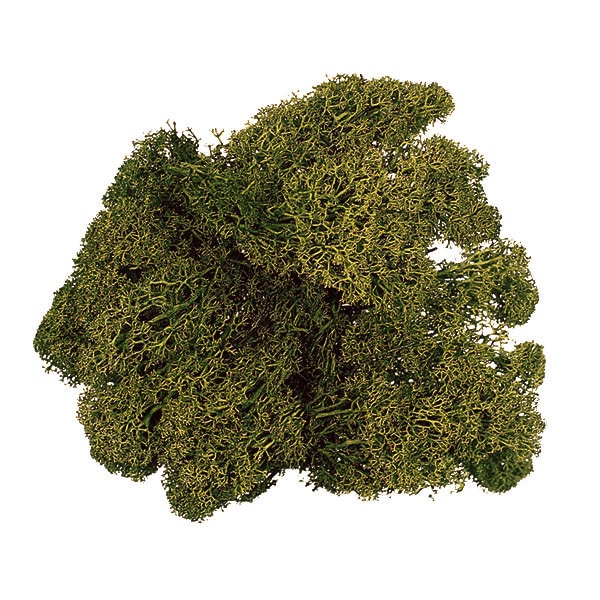 フィンランドモス 琉球*ルミカモス☆ 蓄光 フィンランドモス