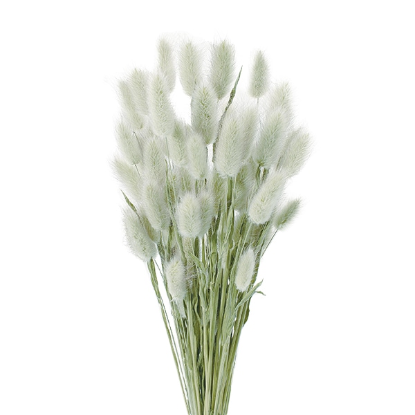 ドライフラワー 『ラグラス ナチュラルグリーン 4205-0-020』 フラワー