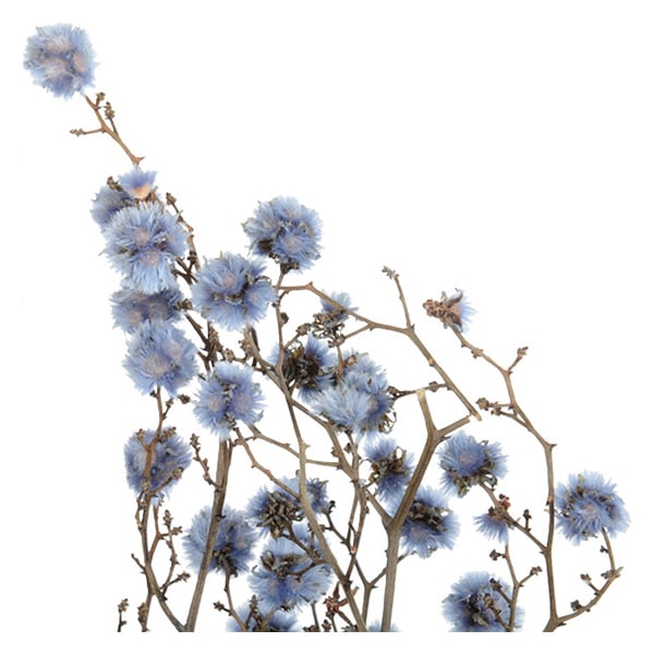 ドライフラワー 『スターリンジャー ウォーターブルー 40400-691