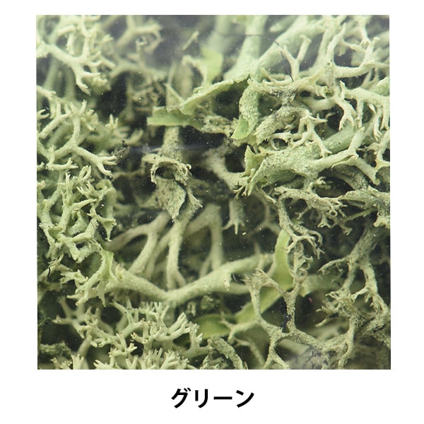 セール　琉球*プリザモス　フィンランドモス　ハーバリウム　レジン　0720-G 楽天市場】モス フィンランドモス 200g プリザーブド