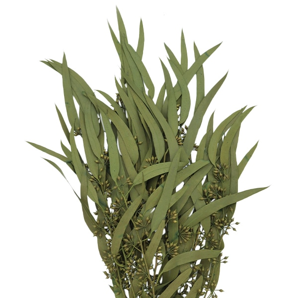 プリザーブドフラワー 『ユーカリ・エキゾチカ 葉付き スプリング