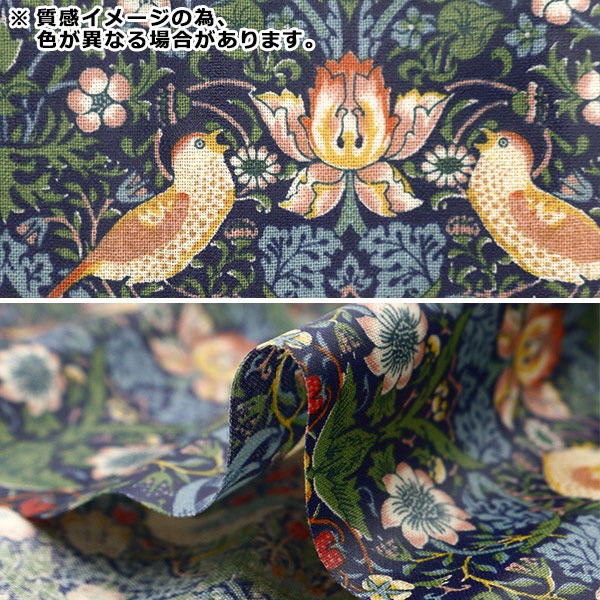 【32mm♂】オーベルチュールユミアシコガネに酷似の Paraheteros標本 生地 『V&A シーチングラミネートカットクロス 約105cm×50cm いちご