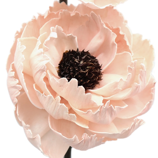 ドライフラワー 『ソーラーシャクヤク シルキーピンク 32390-160