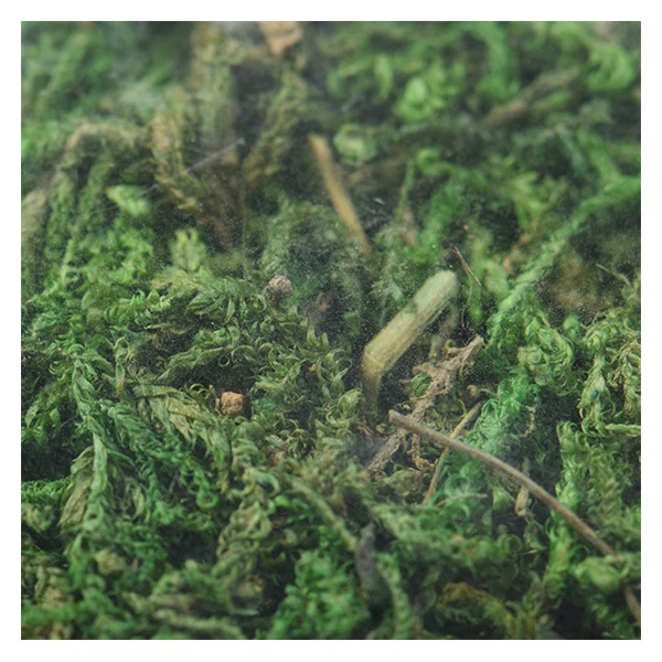 ゴーヤのリース【ゴーヤ】ドライフラワー ドライフラワー 『FM 山ゴケ グリーン 80115』 フラワー,ドライ