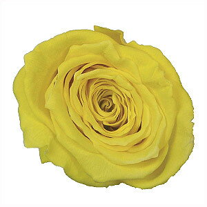 忧 إץꥶ֥ɥե ߥƥ 忧 500ml  ¼