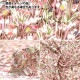 ڿ5  إХƥե֥å ʥ ߥʥե륺 363J7411-25CU Liberty Japan Хƥѥ