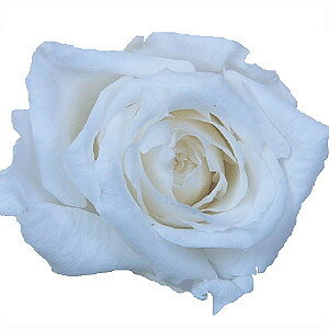 �忧�� �إץꥶ���֥ɥե� �ߥ��ƥ��� �忧�� 500ml ���ꥢ�� ��¼����