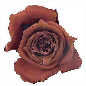 �忧�� �إץꥶ���֥ɥե� �ߥ��ƥ��� �忧�� 500ml ���祳�� ��¼����