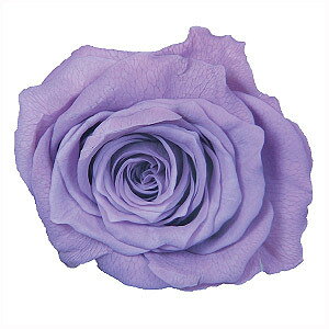 �忧�� �إץꥶ���֥ɥե� �ߥ��ƥ��� �忧�� 500ml �饤��å��� ��¼����