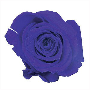 �忧�� �إץꥶ���֥ɥե� �ߥ��ƥ��� �忧�� 500ml ���Х�ȡ� ��¼����