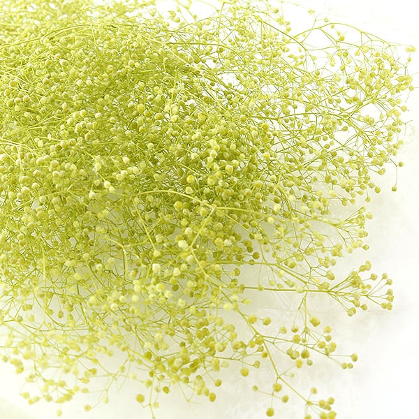 ¤�� ���륯�ե� �إ��եȥ��������