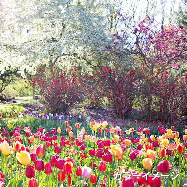 サルート　大輪のバラ刺繍入り　スリップМ カラードスカラップ刺繍 - 新作 - | プリスティン | 大丸札幌店