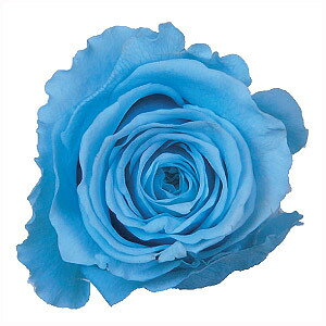 �忧�� �إץꥶ���֥ɥե� �ߥ��ƥ��� �忧�� 500ml �������֥롼�� ��¼����