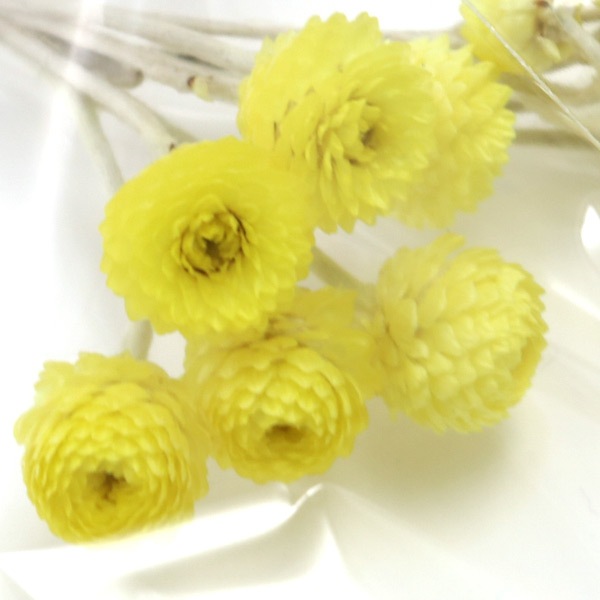 ץꥶ֥ɥե إեȥ⡼ƥ 1g N 