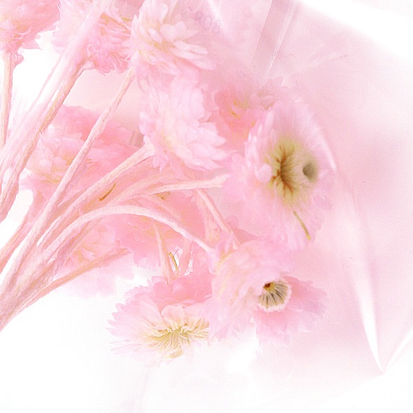 �ץꥶ���֥ɥե� �إ��եȥ��⡼�ƥ� 1g �ԥ󥯡�