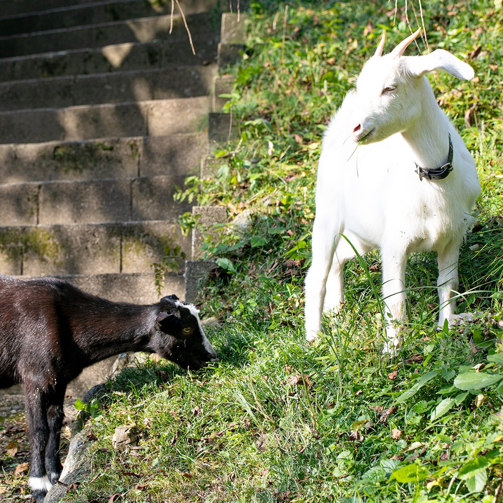 դ֤ΥåA Les Vagues(С)