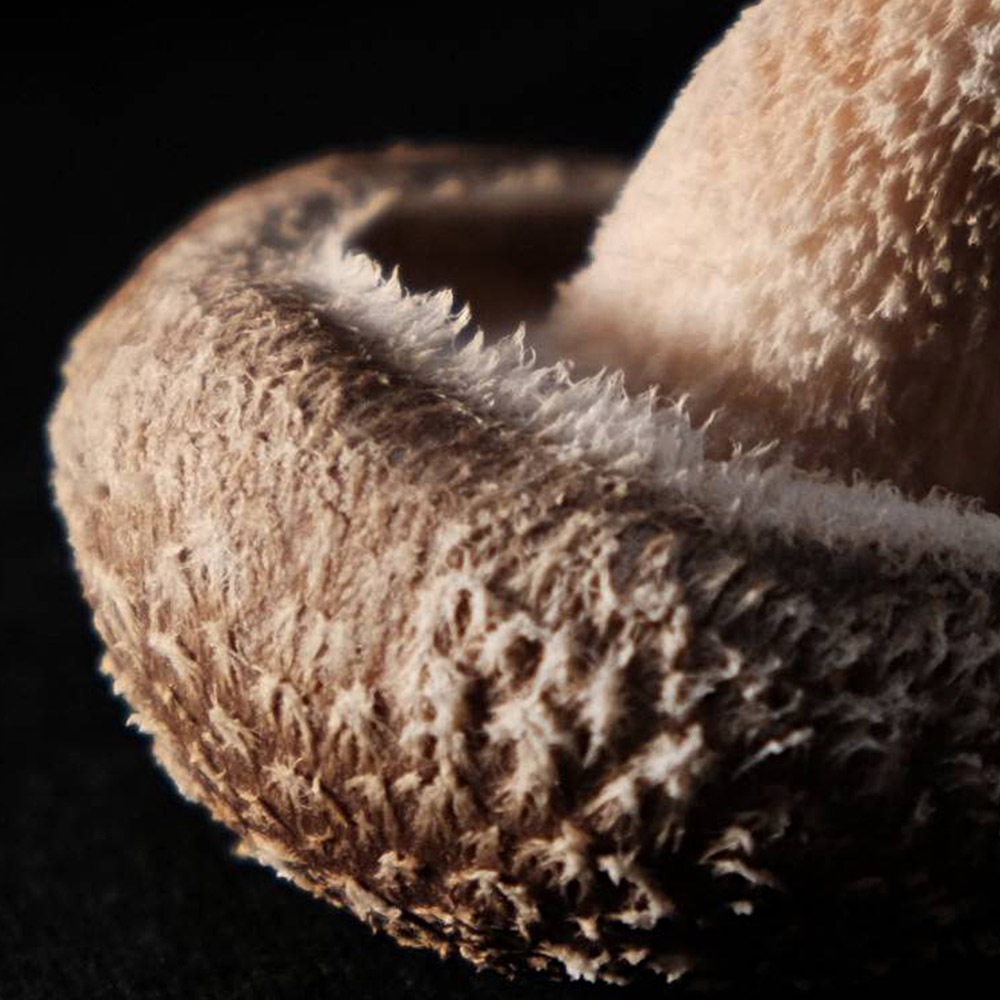 ���˹�����˧��ʹ�ꡪ����ο����ʶ����ȿ塢�ڤα��ܤ򤿤äפ�����ư�ä���������(600g)��������¸�ġڿ�����������������ȡ�